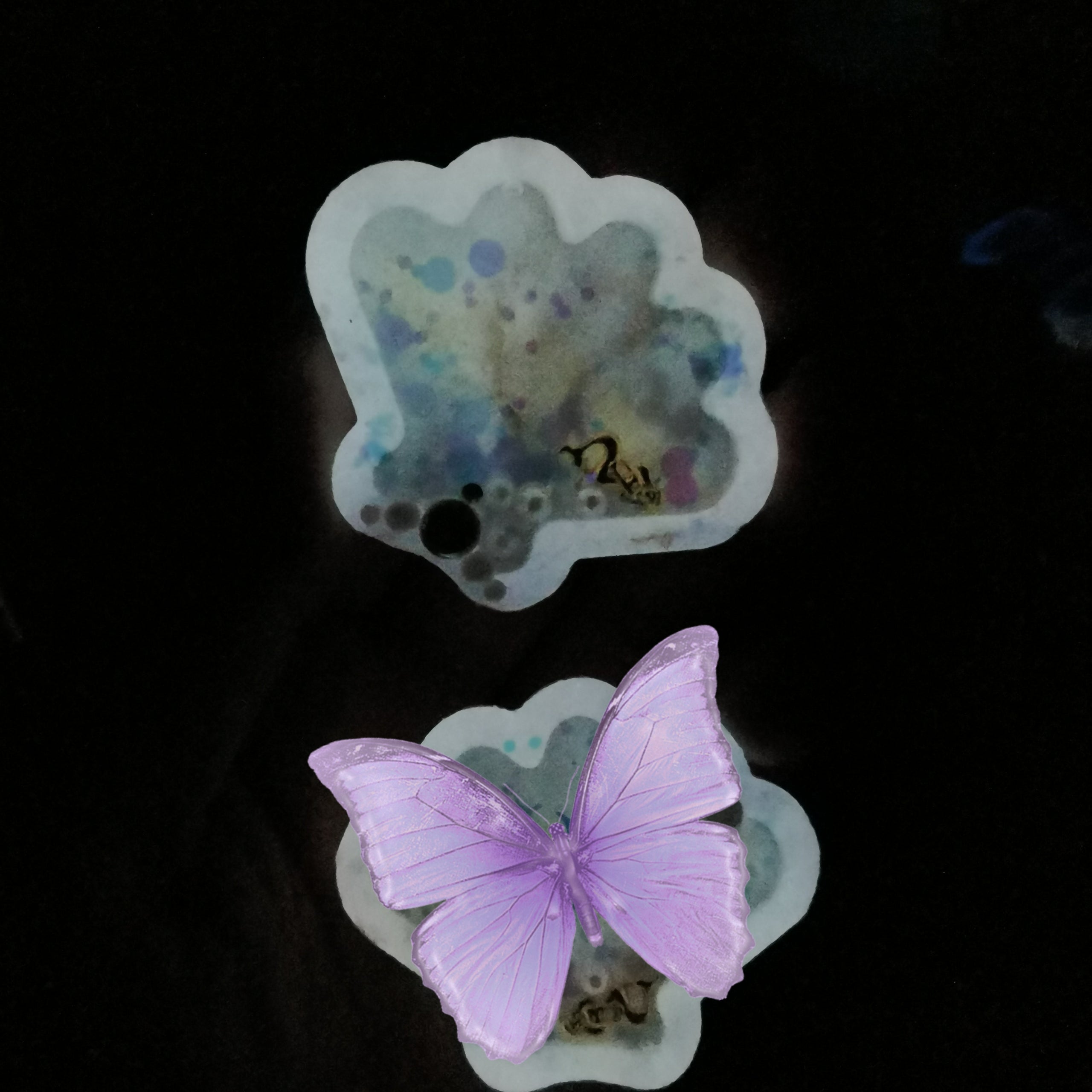 Baby Shell Clip