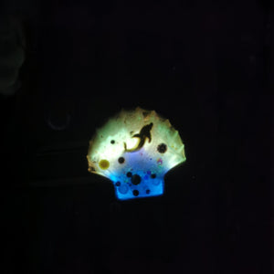 Reverse Prism Tides Porpoise Barrette